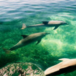 ESBDolphin Juvies over shallows