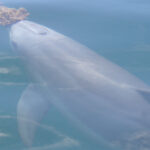 WSBDolphin LIE with sponge