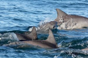 1 Social dolphins