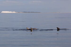 11 Dolphins and salt