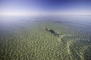 8 Radar in the Shark Bay aquarium