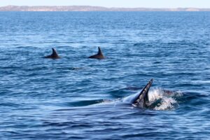 11 Little dorsals big dorsal