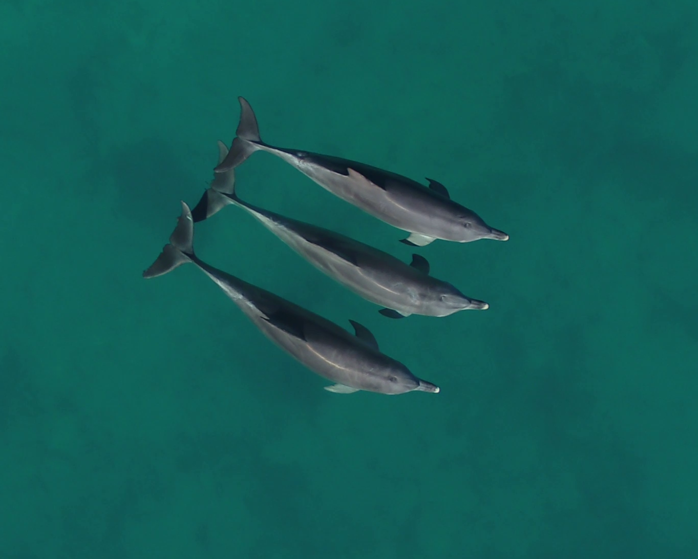 group of dolphins from above